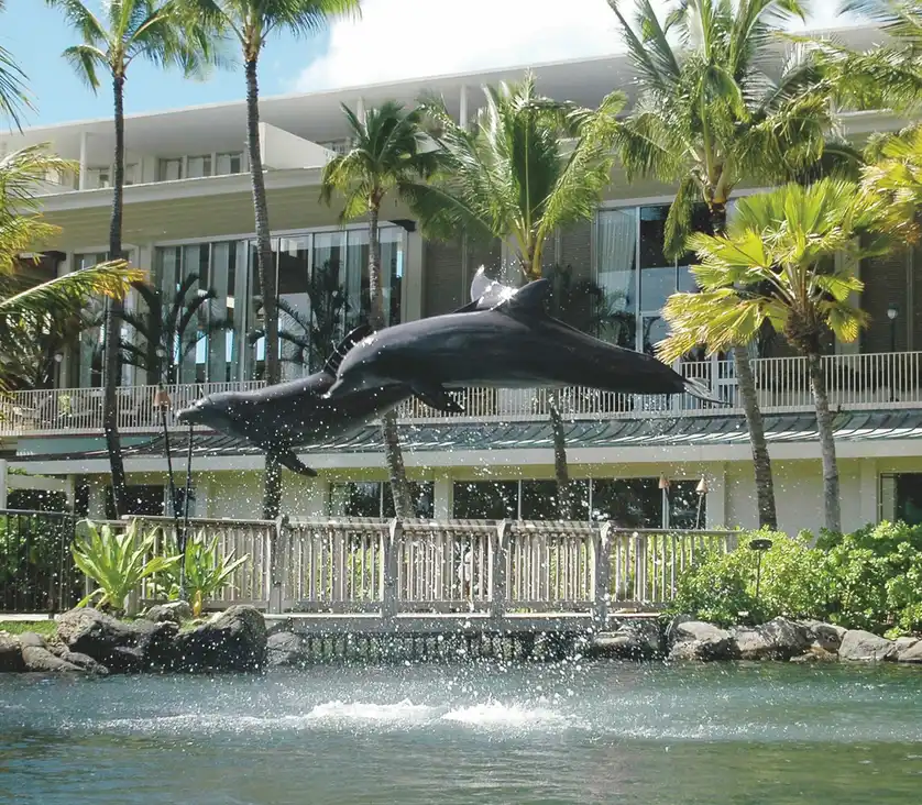 At The Kahala Hotel & Resort, The Dolphins Steal the Show